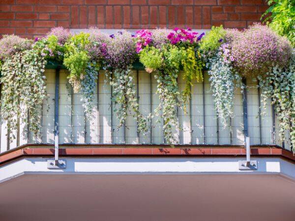 Jak zasadzić i pielęgnować rośliny w doniczkach na balkonie wiosną?